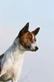 BASENJI 045